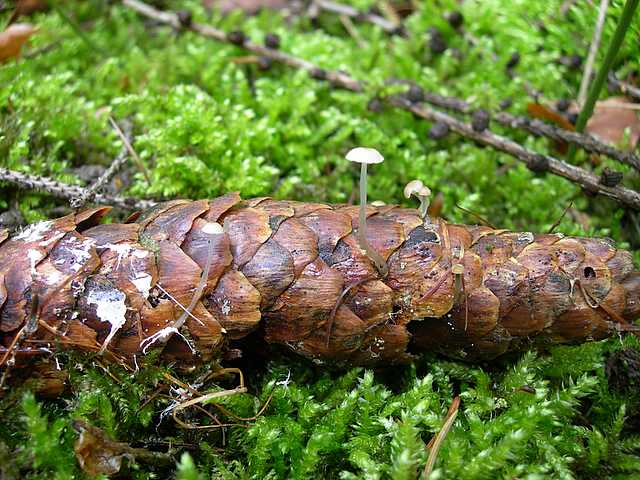 Una peziza nel sacco e altre specie primaverili